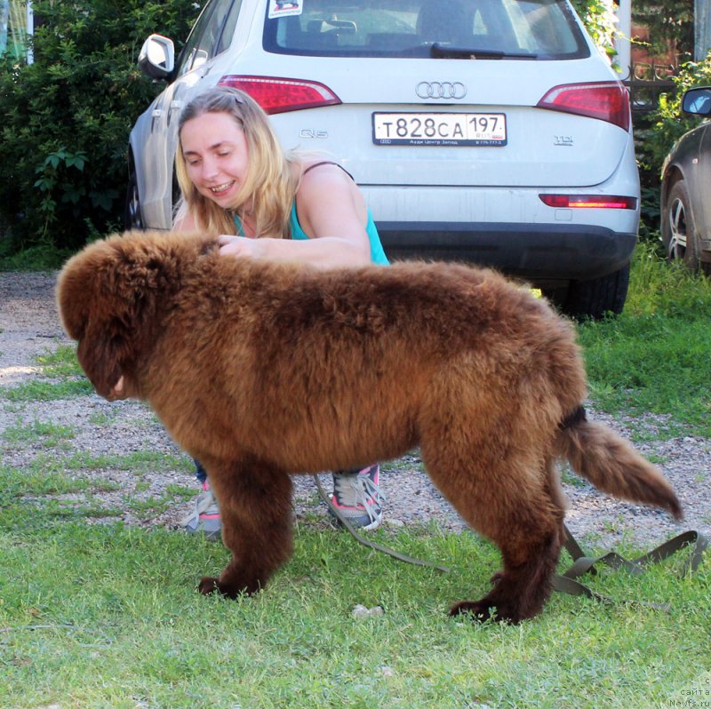Фото: ньюфаундленд Браунблад МСК Дарли Ринна (Brownblood MSK Darley Rinna)
