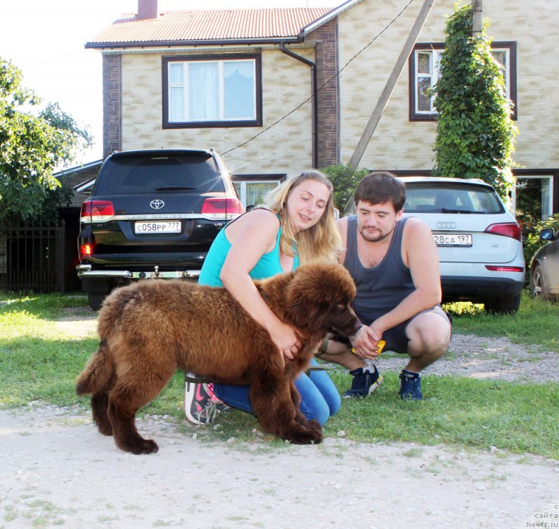 Фото: ньюфаундленд Браунблад МСК Дарли Ринна (Brownblood MSK Darley Rinna)