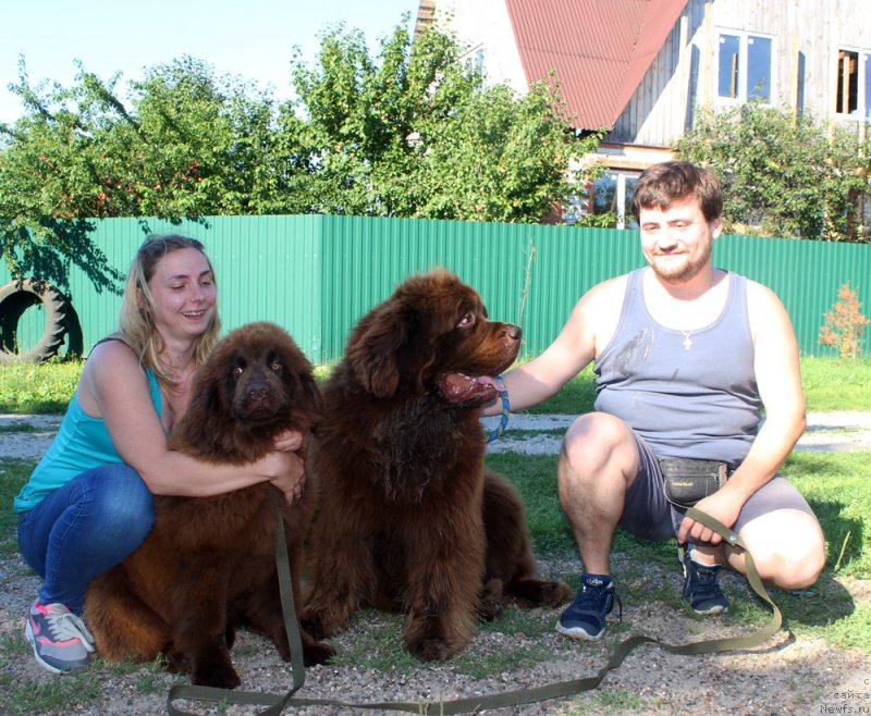 Фото: ньюфаундленд Браунблад МСК Дарли Ринна (Brownblood MSK Darley Rinna), ньюфаундленд Чармер Денкам Бронз (Charmer Denkam Bronze)
