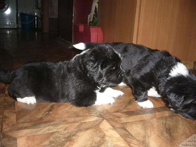 Фото: ньюфаундленд Супер Бизон Гера, ньюфаундленд Супер Бизон Гудвин