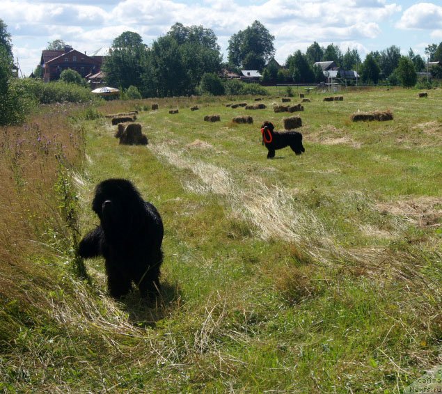 Фото: ньюфаундленд Фест-Райт Чемп (First-Right Champ), ньюфаундленд Браунблад  МСК Лион Лаби-Рони (Brownblood MSK Lyon Labi-Roni)
