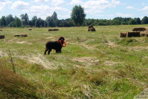 Фото: ньюфаундленд Браунблад  МСК Лион Лаби-Рони (Brownblood MSK Lyon Labi-Roni)