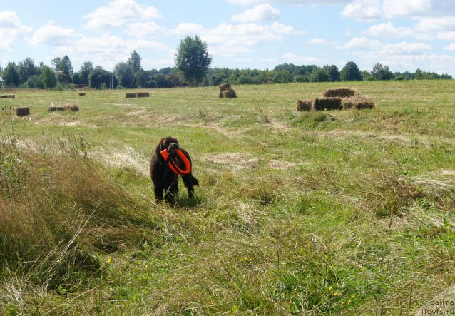 Фото: ньюфаундленд Браунблад  МСК Лион Лаби-Рони (Brownblood MSK Lyon Labi-Roni)