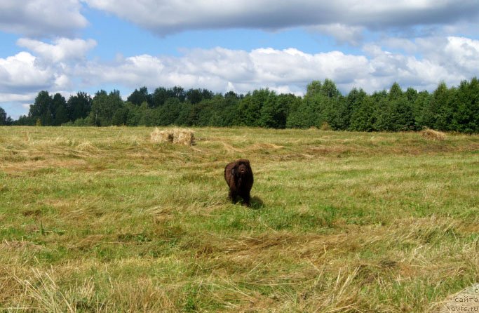 Фото: ньюфаундленд Браунблад  МСК Лион Лаби-Рони (Brownblood MSK Lyon Labi-Roni)