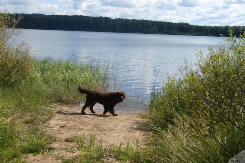 Фото: ньюфаундленд Браунблад  МСК Лион Лаби-Рони (Brownblood MSK Lyon Labi-Roni)