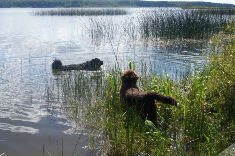 Фото: ньюфаундленд Фест-Райт Чемп (First-Right Champ), ньюфаундленд Браунблад  МСК Лион Лаби-Рони (Brownblood MSK Lyon Labi-Roni)