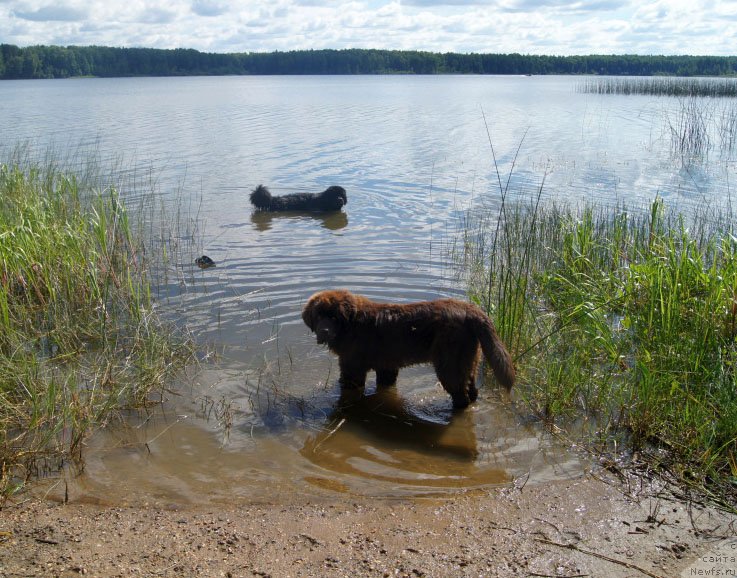 Фото: ньюфаундленд Фест-Райт Чемп (First-Right Champ), ньюфаундленд Браунблад  МСК Лион Лаби-Рони (Brownblood MSK Lyon Labi-Roni)