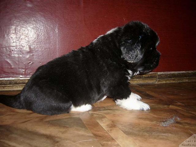 Фото: ньюфаундленд Супер Бизон Гудвин