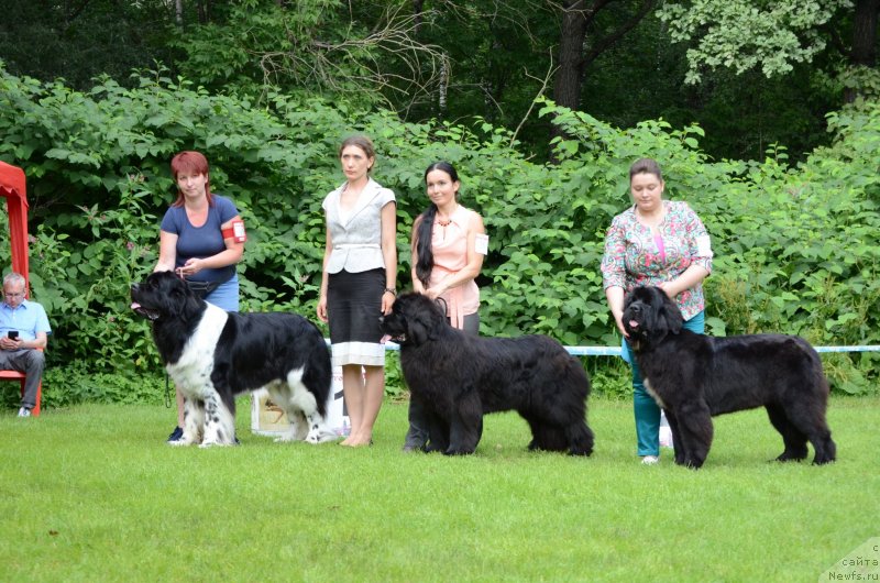 Фото: ньюфаундленд Энджелс Кипер Нибелунг (Angels Keeper Nibelung), Мария Лапина
