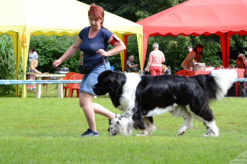 Фото: ньюфаундленд Энджелс Кипер Нибелунг (Angels Keeper Nibelung), Мария Лапина