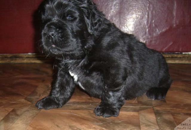 Фото: ньюфаундленд Супер Бизон Грегори Грег