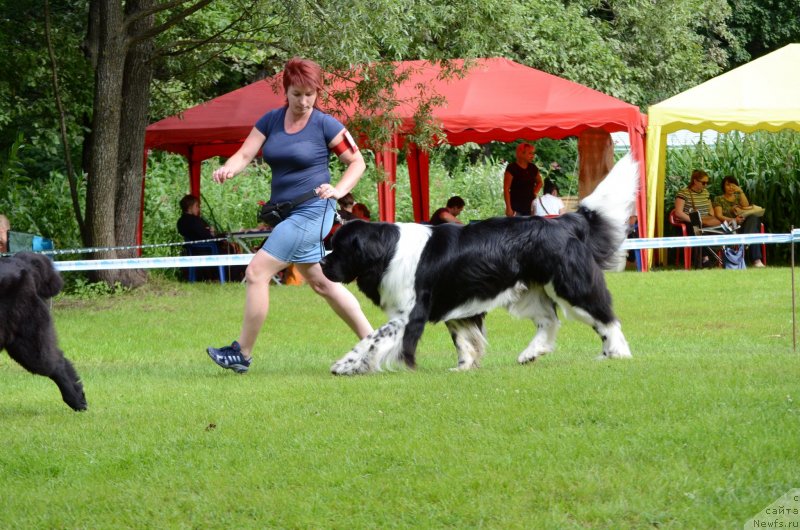 Фото: ньюфаундленд Энджелс Кипер Нибелунг (Angels Keeper Nibelung), Мария Лапина