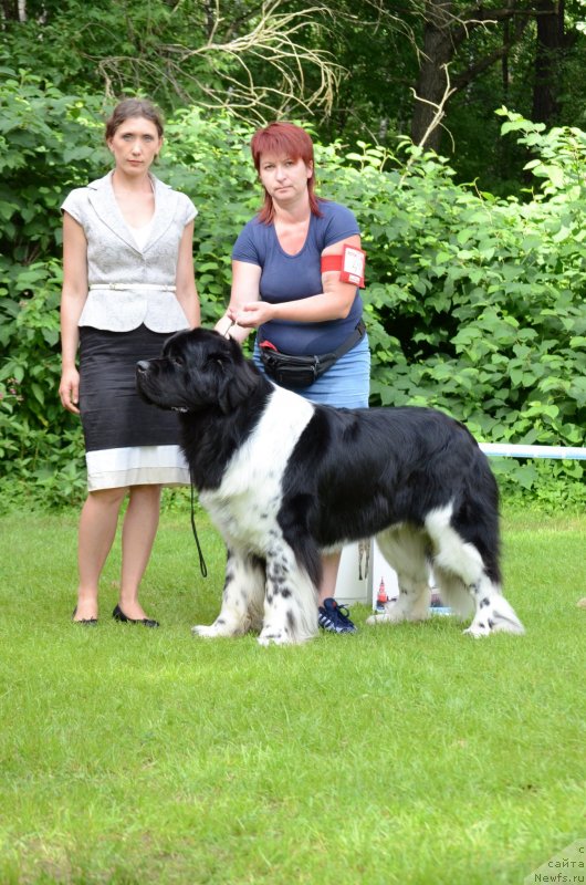 Фото: ньюфаундленд Энджелс Кипер Нибелунг (Angels Keeper Nibelung), Мария Лапина