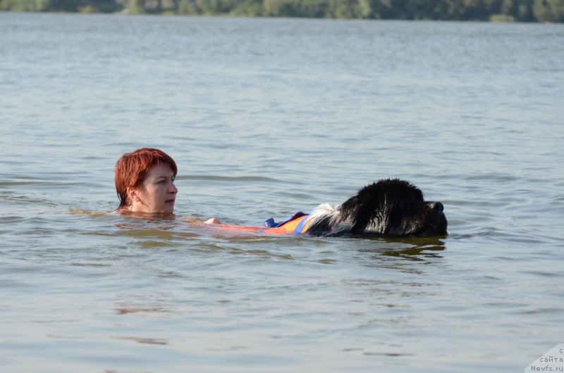 Фото: Мария Лапина, ньюфаундленд Энджелс Кипер Нибелунг (Angels Keeper Nibelung)