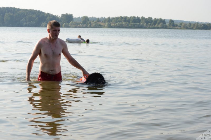 Фото: Дмитрий Мартынов, ньюфаундленд Энджелс Кипер Нибелунг (Angels Keeper Nibelung)