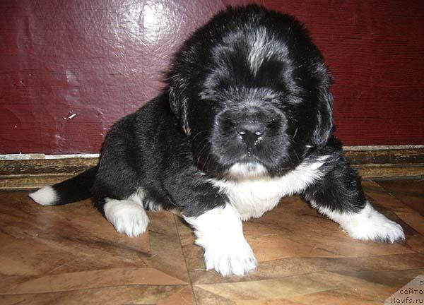 Фото: ньюфаундленд Супер Бизон Гудвин