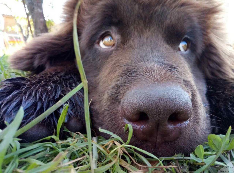 Фото: ньюфаундленд Браунблад МСК Джейн Венди