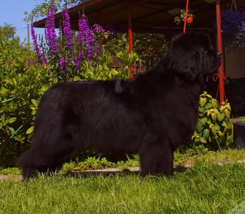 Фото: ньюфаундленд Love Inside Your Soul Moon Bear