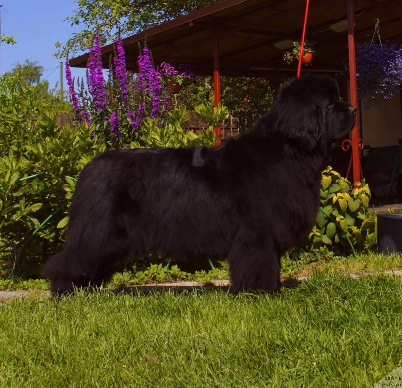 Фото: ньюфаундленд Love Inside Your Soul Moon Bear