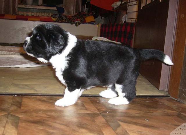 Фото: ньюфаундленд Супер Бизон Гера