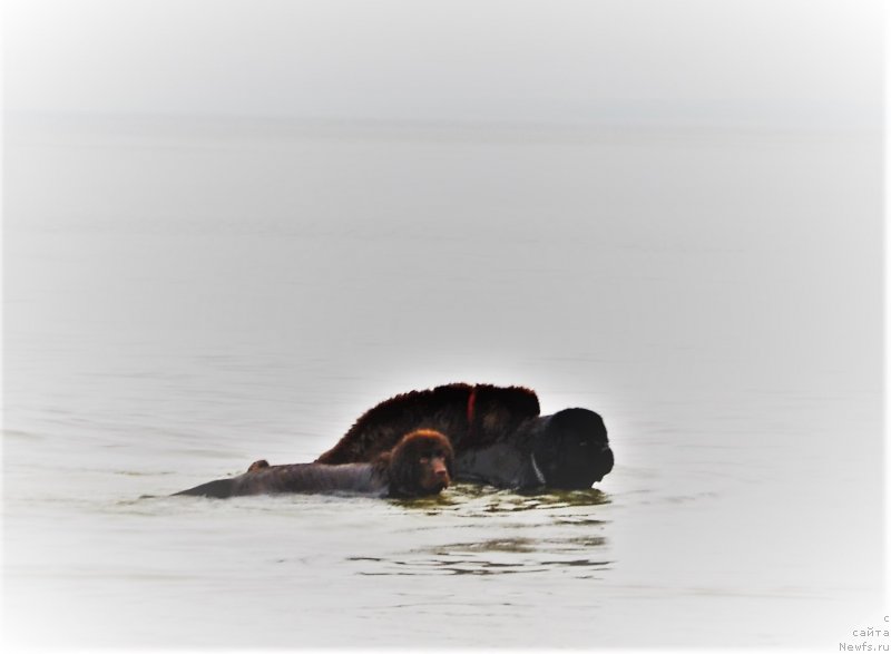 Фото: ньюфаундленд Zhdanny Syn Vialiki Miadzvedz, ньюфаундленд Newettas Vanessa, ньюфаундленд Браунблад МСК Альпина Гуардиан Соул (Brownblood MSK Alpina Guardian Soul)