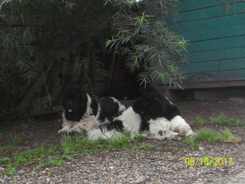 Фото: ньюфаундленд Супер Премиум Литониэль Валланинор (Super Premium Litoniel Vallaninor), ньюфаундленд Селин Дион