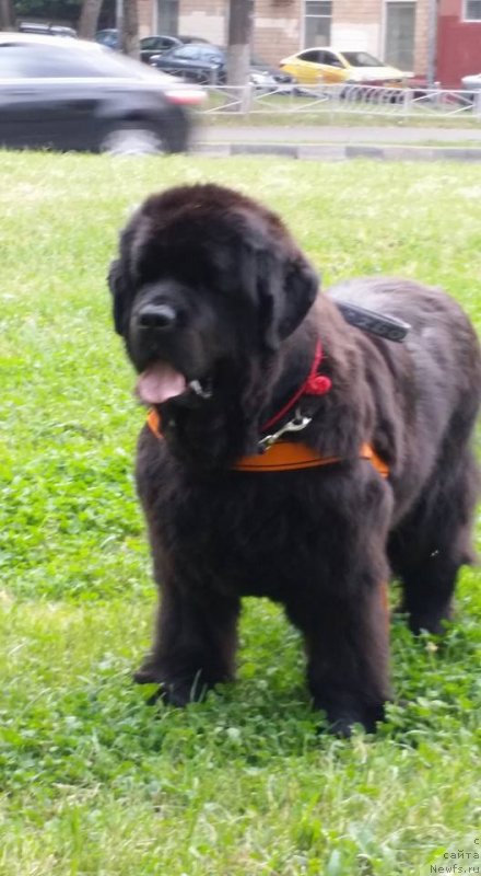 Фотография № 228709