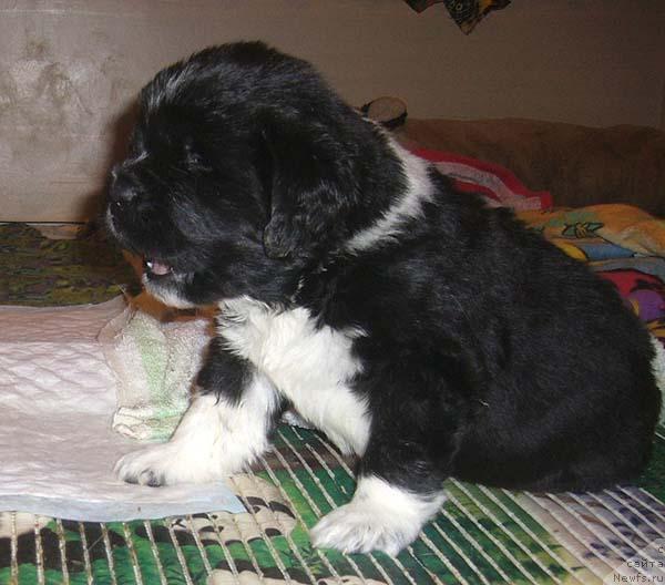 Фото: ньюфаундленд Супер Бизон Гудвин