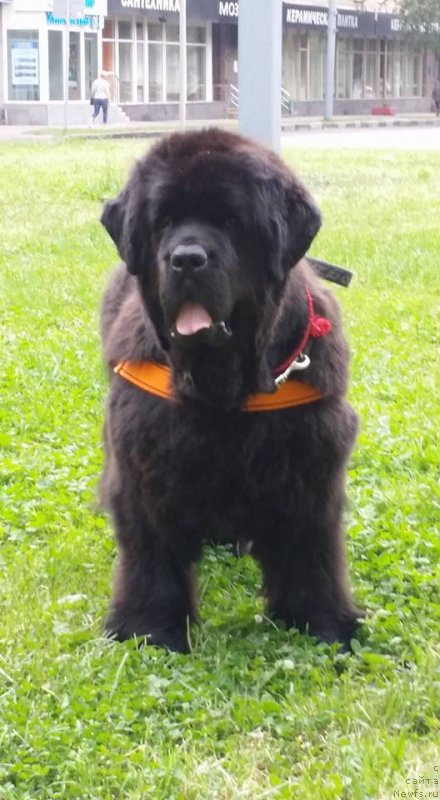 Фотография № 228710