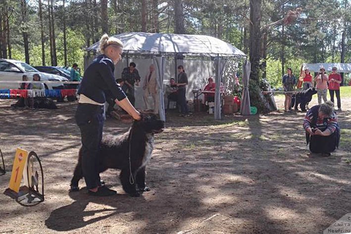 Фото: ньюфаундленд Блэк Диамонд Агидель от Потапа Виолетта (Black Diamond Agidel ot Potapa Violetta)