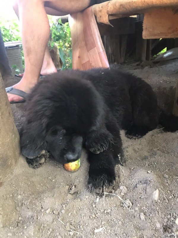 Фотография № 228718