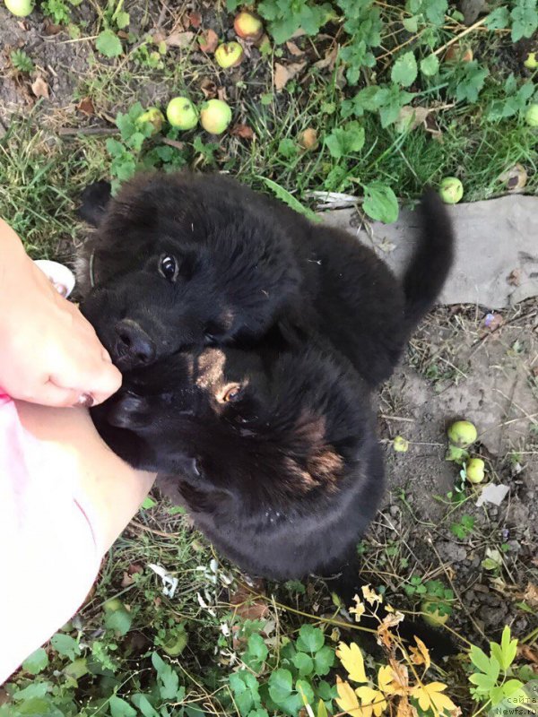 Фотография № 228719