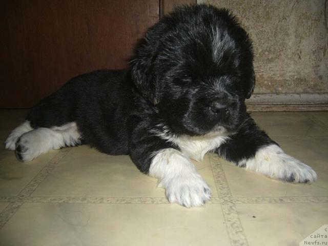 Фото: ньюфаундленд Супер Бизон Гудвин