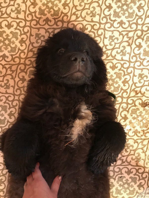 Фотография № 228726