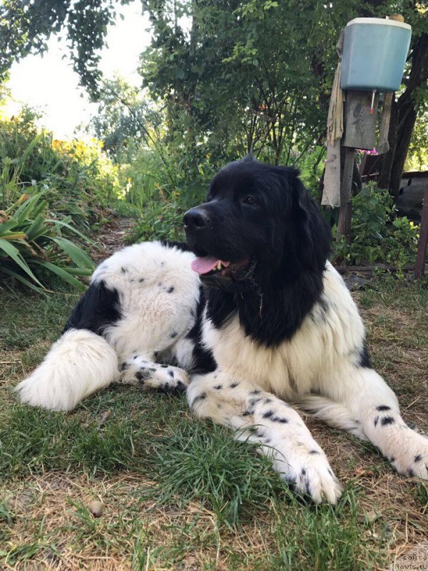 Фото: ньюфаундленд Сент Джонс Прима де Феролли