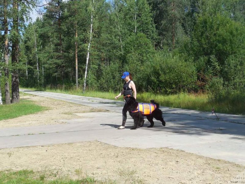 Фото: ньюфаундленд Черный Чанк с Берега Дона (Chernyj Chank s Berega Dona)