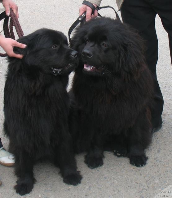 Фото: ньюфаундленд Казачка с Берега Дона, ньюфаундленд Княжна с Берега Дона