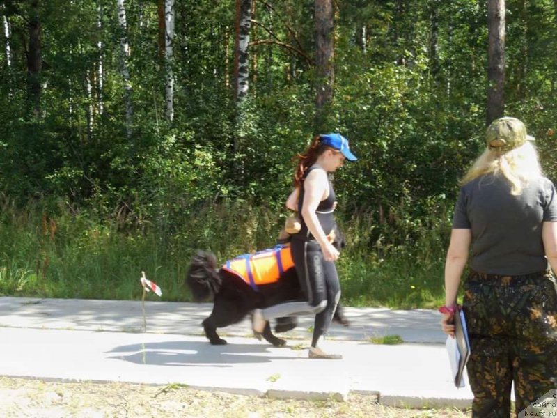 Фото: ньюфаундленд Черный Чанк с Берега Дона (Chernyj Chank s Berega Dona)