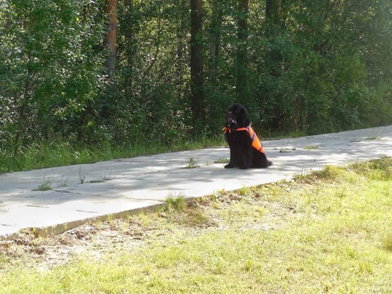 Фото: ньюфаундленд Черный Чанк с Берега Дона (Chernyj Chank s Berega Dona)
