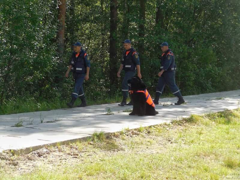 Фото: ньюфаундленд Черный Чанк с Берега Дона (Chernyj Chank s Berega Dona)
