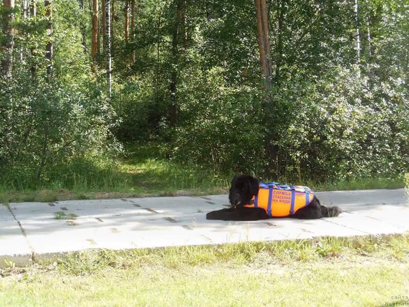Фото: ньюфаундленд Черный Чанк с Берега Дона (Chernyj Chank s Berega Dona)