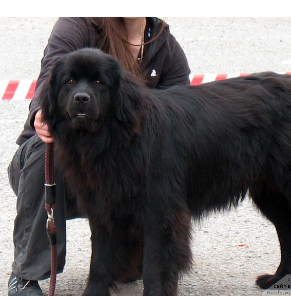 Фото: ньюфаундленд Казачка с Берега Дона