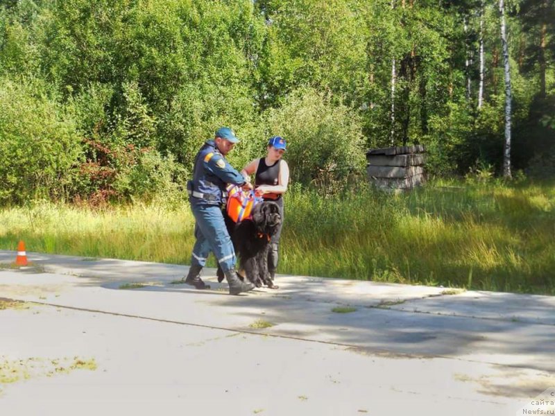 Фото: ньюфаундленд Черный Чанк с Берега Дона (Chernyj Chank s Berega Dona)