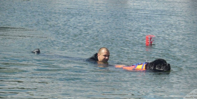 Фото: ньюфаундленд Черный Чанк с Берега Дона (Chernyj Chank s Berega Dona)