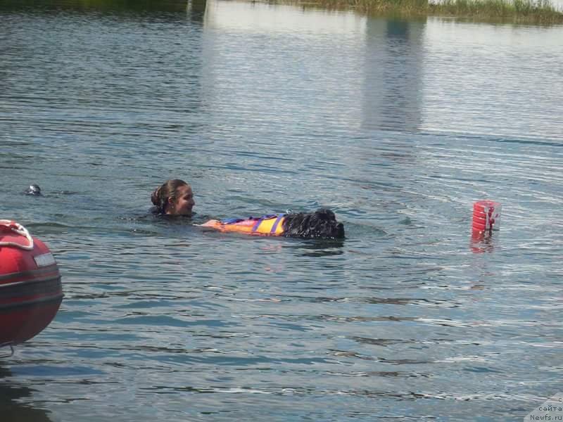 Фото: ньюфаундленд Черный Чанк с Берега Дона (Chernyj Chank s Berega Dona)