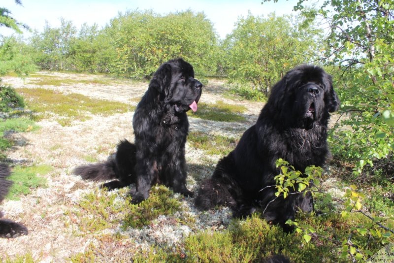 Фото: ньюфаундленд Даймонд Кинг, ньюфаундленд Бегущая по Волнам Зеро Коол