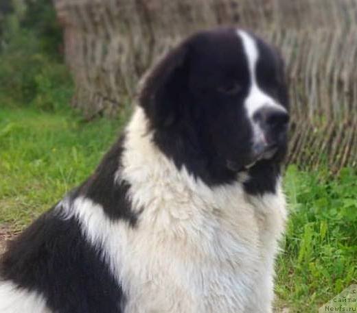 Фото: ньюфаундленд Викинг от Карельских Медведей (Viking ot Karelskikh Medvedey)