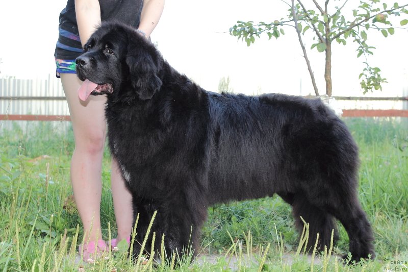 Фото: ньюфаундленд Супер Премиум Лав Ми Тендер