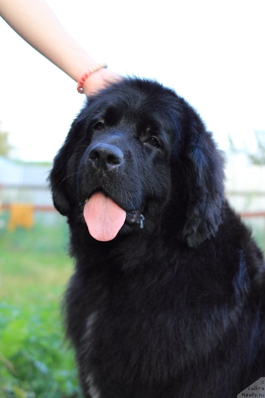 Фото: ньюфаундленд Супер Премиум Лав Ми Тендер