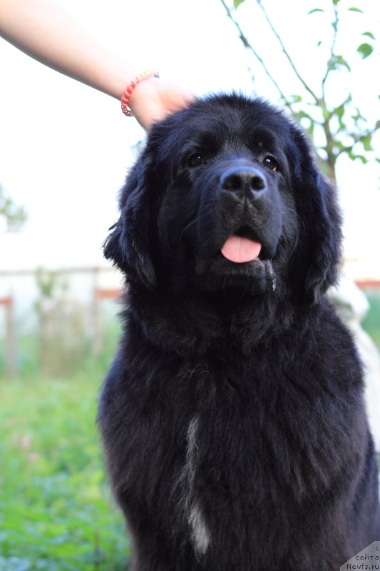 Фото: ньюфаундленд Супер Премиум Лав Ми Тендер